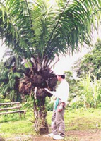 пальма тагуа